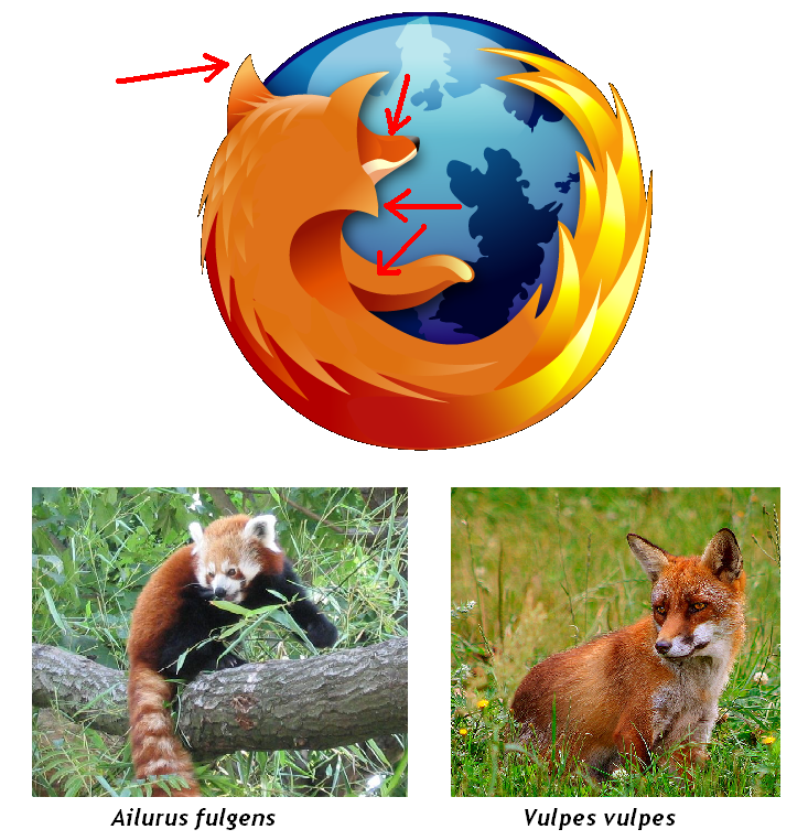 Sobre La Verdadera Identidad De La Mascota De Mozilla Firefox Si Que Es Un Zorro Diario De Un Copepodo