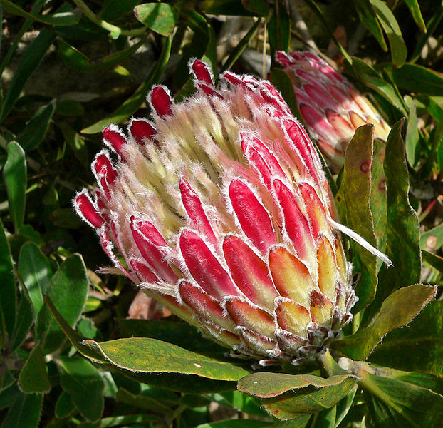 Protea_obtusifolia