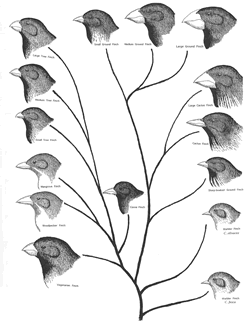 charles-darwin-finches